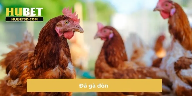 Đá Gà Đòn